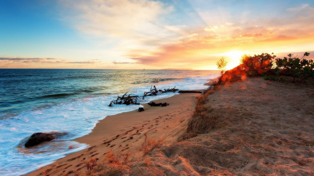 Sunset beach scene trees water free wallpaper for desktop - medium preview image