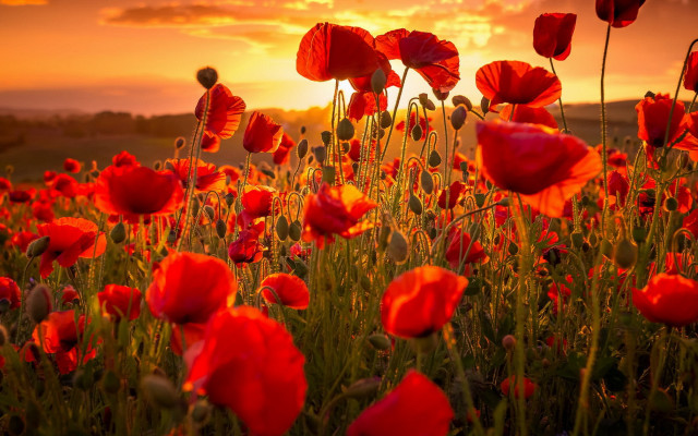 Red flower sunset clouds autumn free wallpaper for desktop - medium preview image