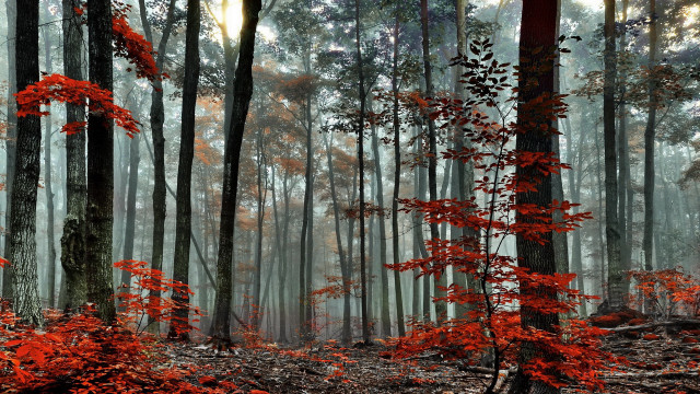 Red forest foggy sky autumn free wallpaper for desktop - medium preview image