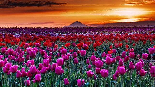 Flower field sunset mountain cloudy free wallpaper for desktop - medium preview image