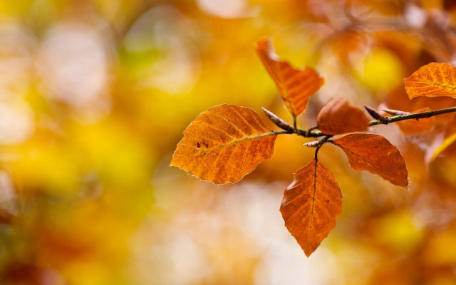 Branch leaves autumn fire orange free wallpaper for desktop - medium preview image