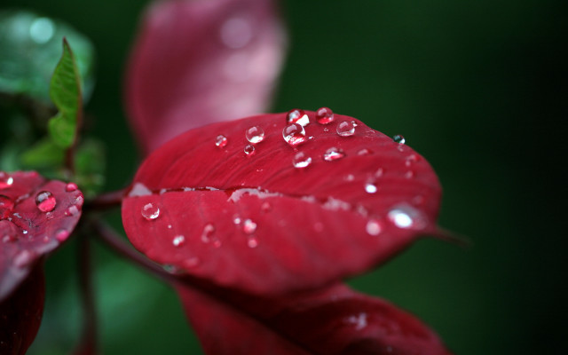 Red flower water droplets macro #24 free wallpaper for desktop - medium preview image