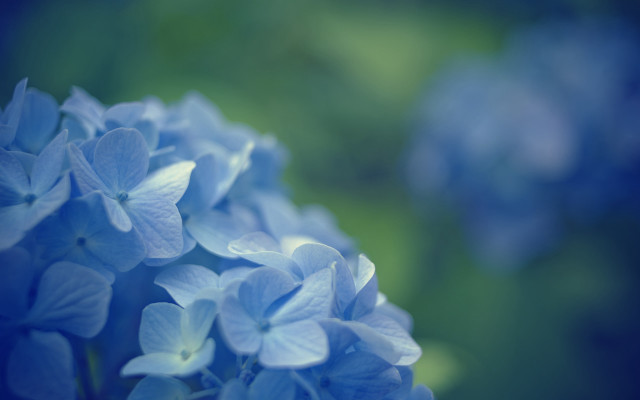 Blue flower macro butterfly daisy free wallpaper for desktop - medium preview image