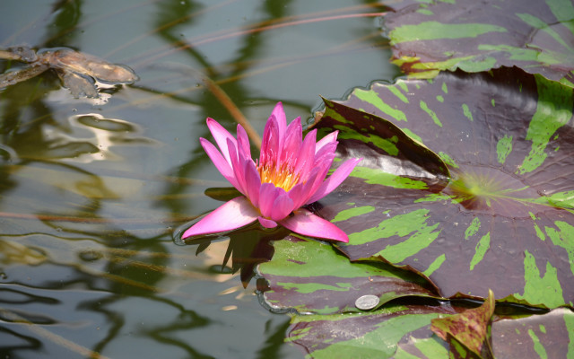 Pink flower pond lilies frog free wallpaper for desktop - medium preview image