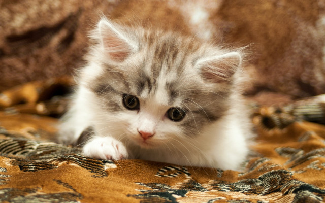 Small kitten blurry rococo cute free wallpaper for desktop - medium preview image
