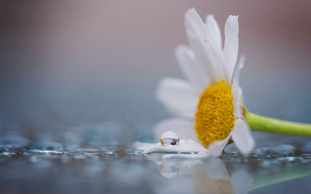 Daisy water droplets green stem free wallpaper for desktop - medium preview image