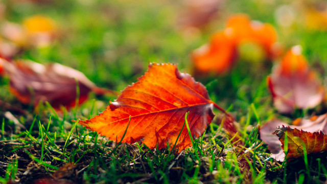 Autumn leaf on grass blurry free wallpaper for desktop - medium preview image