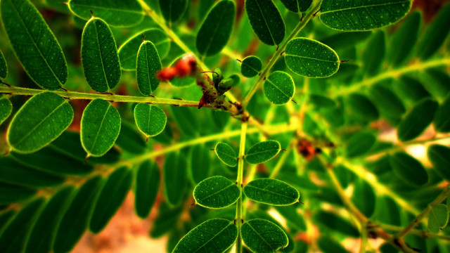 Green leaf macro bokeh blurry free wallpaper for desktop - medium preview image