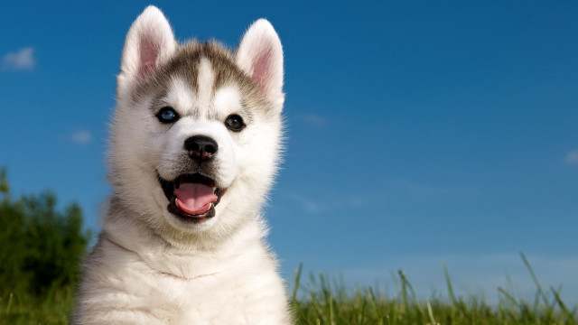 Husky smiling dog grass blue free wallpaper for desktop - medium preview image