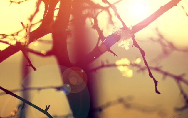 Bare tree sunset lens flare free wallpaper for desktop - medium preview image