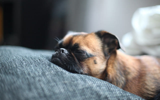 Small dog sleeping couch photorealism free wallpaper for desktop - medium preview image