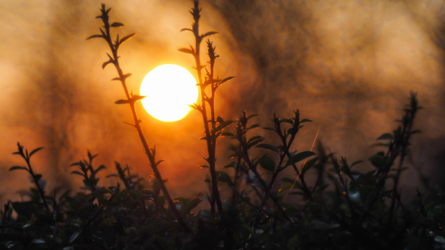 Sun fog bush leaves macro free wallpaper for desktop - medium preview image