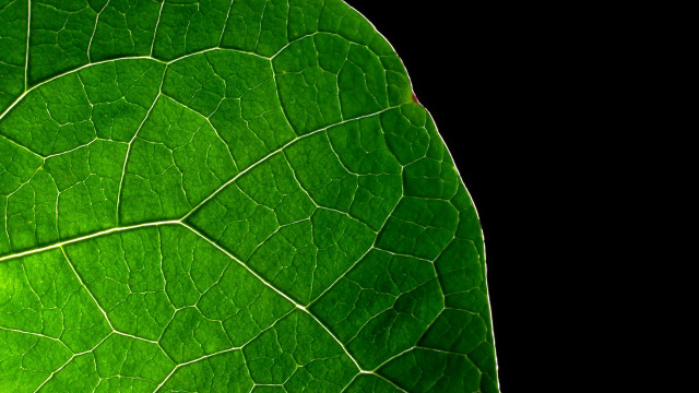 Green leaf reflection macro photography free wallpaper for desktop - medium preview image