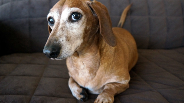 Dog couch brown blanket shiba free wallpaper for desktop - medium preview image
