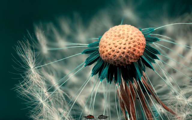 Dandelion blue center green tips free wallpaper for desktop - medium preview image
