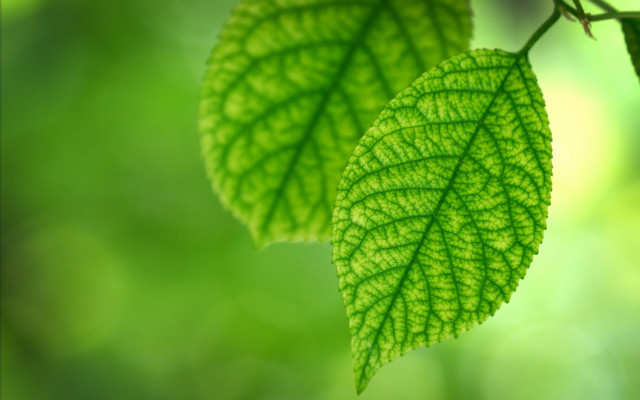 Green leaves forest macro blurry free wallpaper for desktop - medium preview image