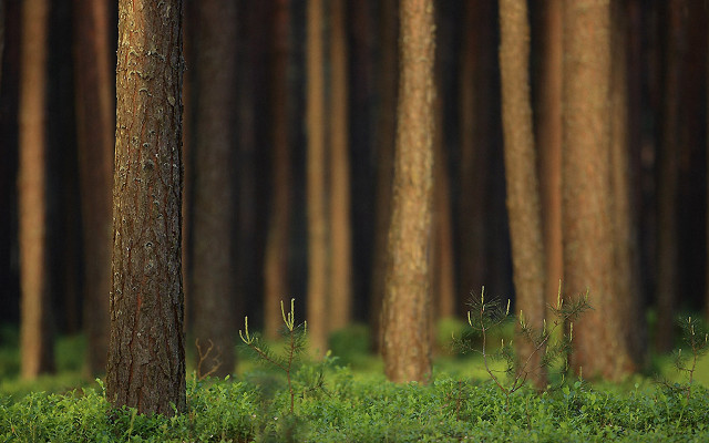 Forest trees green grass bushes free wallpaper for desktop - medium preview image