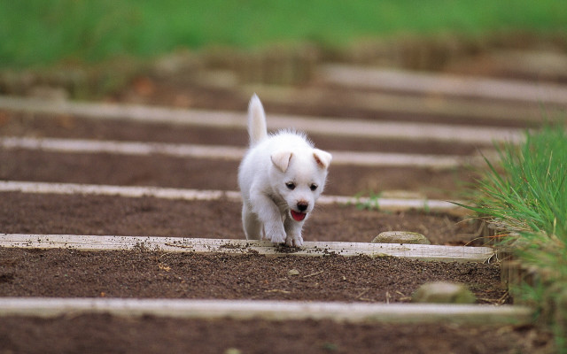 White dog running dirt field free wallpaper for desktop - medium preview image