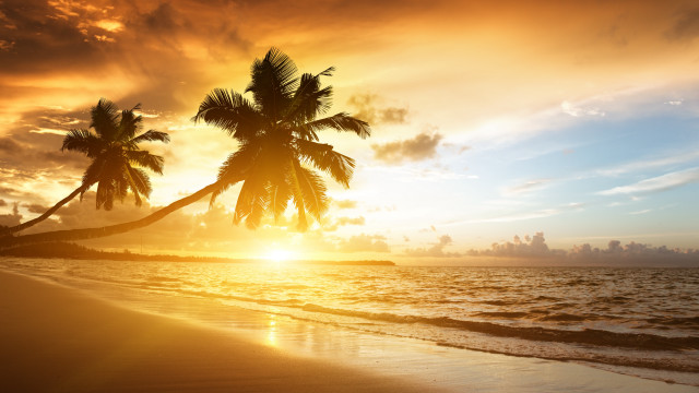 Palm tree beach sunset ocean free wallpaper for desktop - medium preview image