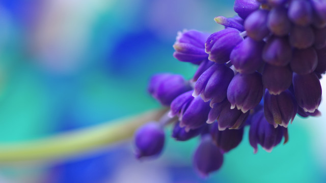 Purple flower blurry background macro #4 free wallpaper for desktop - medium preview image