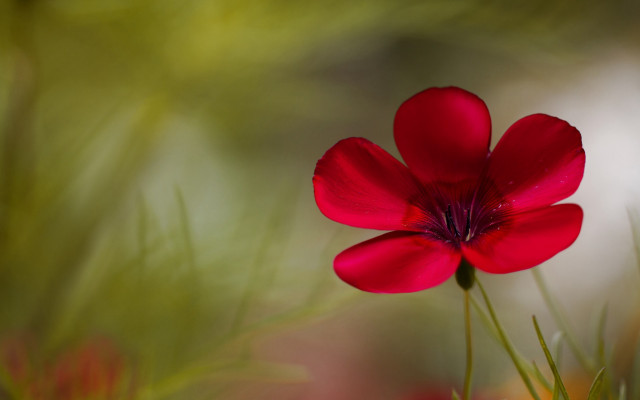 Red flower macro blurry butterfly free wallpaper for desktop - medium preview image