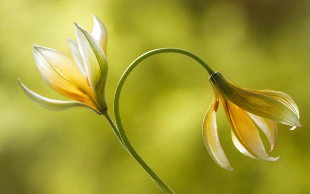 Closeup two flowers blurry background free wallpaper for desktop - medium preview image