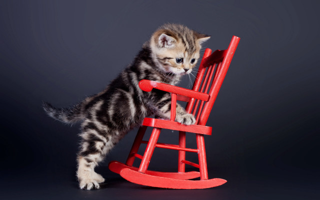 Kitten rockingchair folkart stilllife animal free wallpaper for desktop - medium preview image