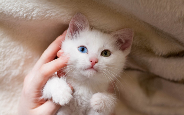 White kitten blue eyes held free wallpaper for desktop - medium preview image