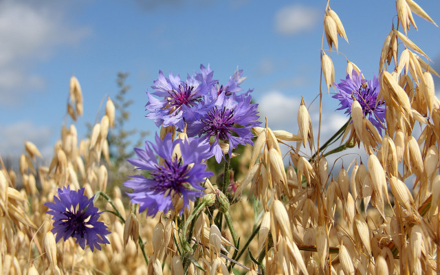 Corn blue flowers sky macro free wallpaper for desktop - medium preview image