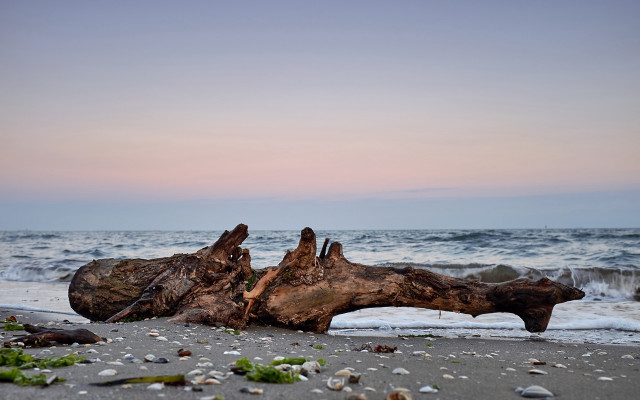 Beach log pink sky waves free wallpaper for desktop - medium preview image