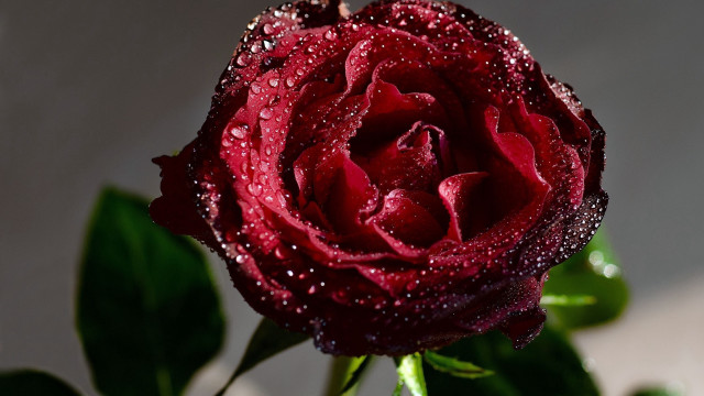 Red rose water droplets gothic #16 free wallpaper for desktop - medium preview image