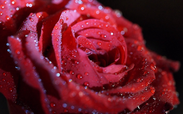 Red rose water droplets macro #35 free wallpaper for desktop - medium preview image