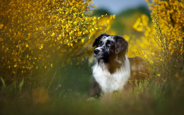 Dog flower field blue sky free wallpaper for desktop - medium preview image