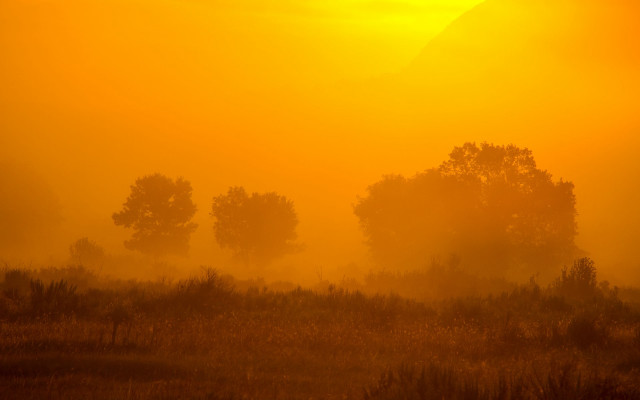 Field trees yellow sky clouds free wallpaper for desktop - medium preview image