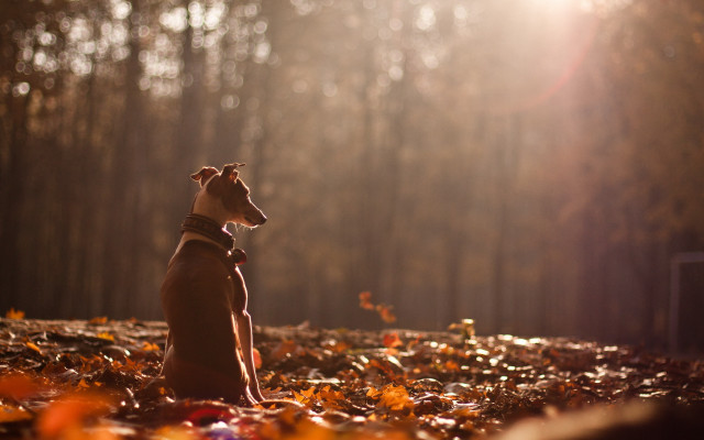 Dog leaves woods sky sun free wallpaper for desktop - medium preview image