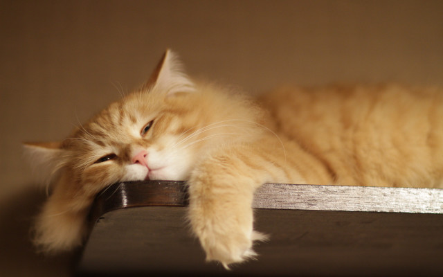 Sleeping cat wooden shelf remote free wallpaper for desktop - medium preview image