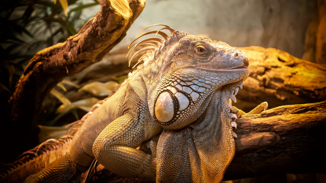 Large lizard tree branch zoo free wallpaper for desktop - medium preview image