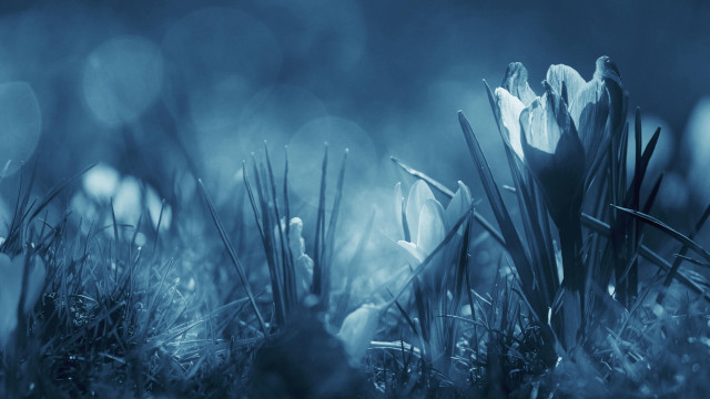 Flower branch moonlight nature night free wallpaper for desktop - medium preview image