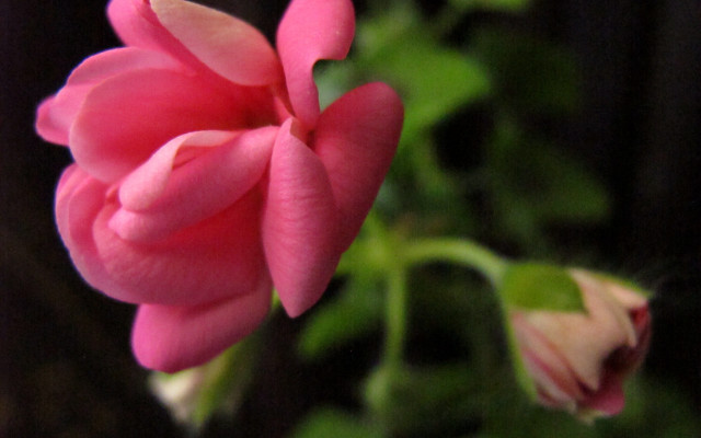 Pink flower green leaves blurry #20 free wallpaper for desktop - medium preview image