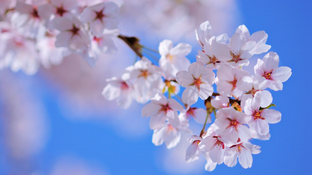 Cherry flowers blue sky macro free wallpaper for desktop - medium preview image