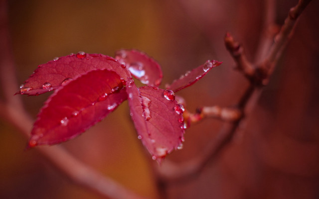 Red leaf water droplets branch free wallpaper for desktop - medium preview image