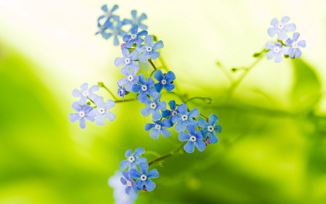 Blue flower macro background leaves free wallpaper for desktop - medium preview image