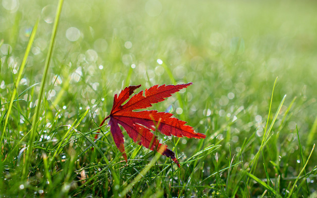 Red leaf dew bokeh nature free wallpaper for desktop - medium preview image