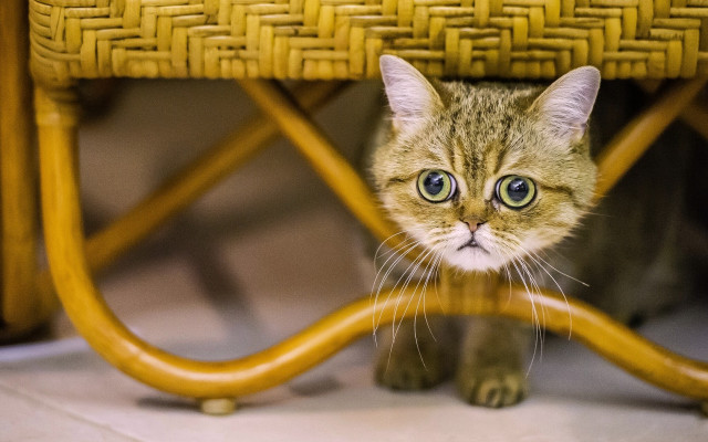 Cat hiding under chair surprised free wallpaper for desktop - medium preview image