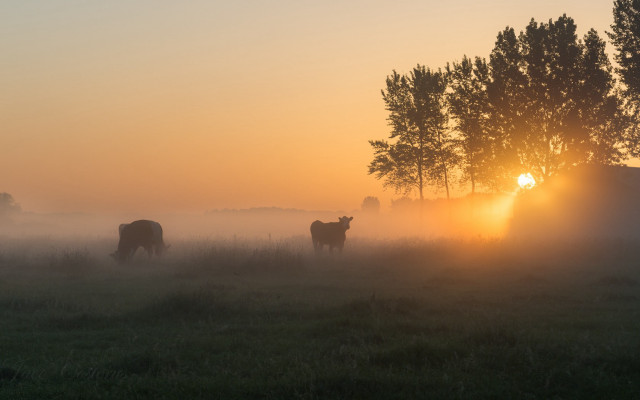 Cows grazing sunset fog silhouette free wallpaper for desktop - medium preview image