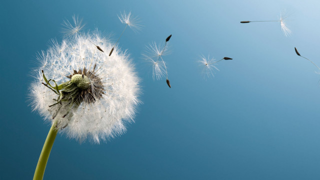 Dandelion wind blue sky birds free wallpaper for desktop - medium preview image