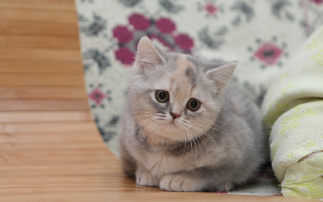 Small kitten wooden floor flower free wallpaper for desktop - medium preview image