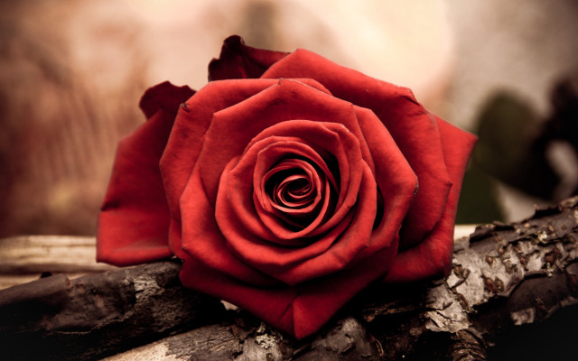 Red rose forest macro bouquet free wallpaper for desktop - medium preview image