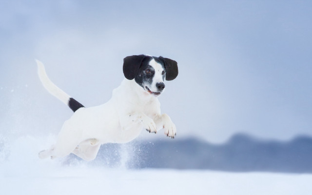 Dog jumping snow outdoors blue free wallpaper for desktop - medium preview image