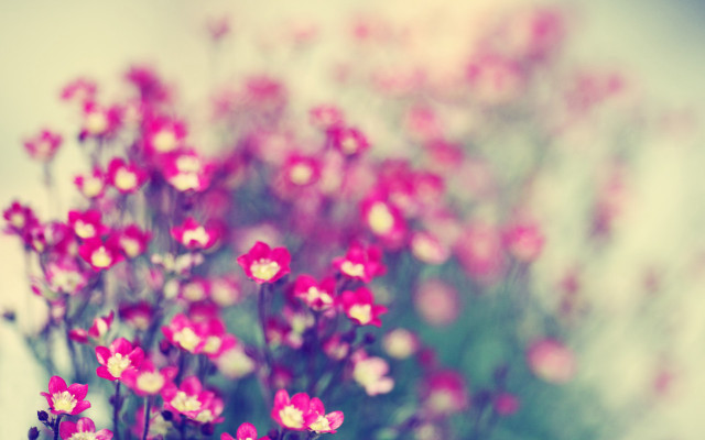Pink flowers vase table blurry #2 free wallpaper for desktop - medium preview image